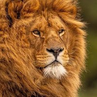 Aslan Beg (@enginyl24422309) 's Twitter Profile
