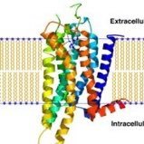 @G protein-coupled receptor(@G_P_C_R_) 's Twitter Profile Photo