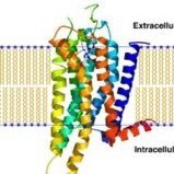 @G protein-coupled receptor (@g_p_c_r_) 's Twitter Profile