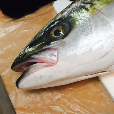 西島さんのプロフィール画像