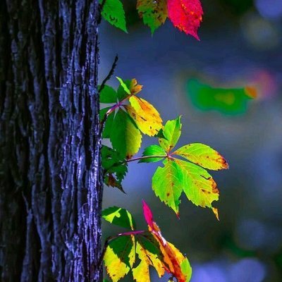 gunmehmetemin's profile picture. Kamcilli-Balikesir-TURKEY