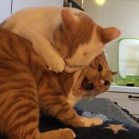 豆 (@docokano2) 's Twitter Profile