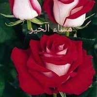 نورالنور (@rnfjr4njlemqn0h) 's Twitter Profile