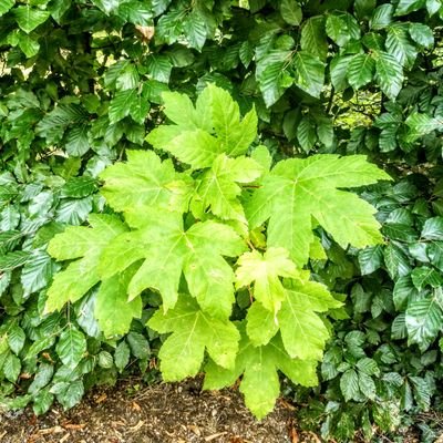 Una iniciativa para aprender sobre la vegetosfera. Recorridos botánicos por los jardines y espacios verdes de Madrid  https://t.co/LI2abXvgLu