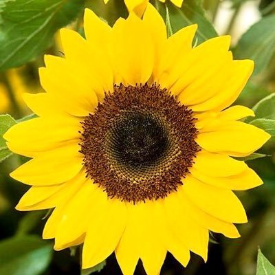 tjkalinowski's profile picture. SF