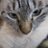 猫と暮らすエンジニアのアイコン