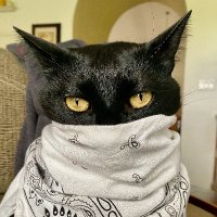 Quarantine Qat (@quarantineqat) 's Twitter Profile