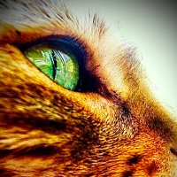 sharon grierson (@sharongrierson) 's Twitter Profile