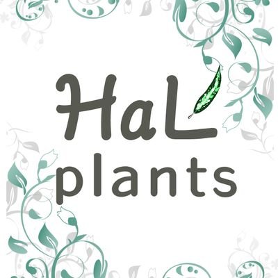 熱帯植物(主にアグラオネマ)を育てて楽しむ元保育士。
HaL plants🌱として東海地域のイベントなどに出店しております！
インスタもやってます！
https://t.co/BToWEZzgSC
webショップ始めましたhttps://t.co/vcVkrzFG1q