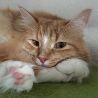 ColaXenoa's profile picture. 今後の人生をかけて犬猫の保護活動に携わって行きたいと思っている者です。またFF14クラフターガチ勢【トリプルイシュガルド復興ランカー】、戦闘ジョブはタンクメインです。写真の猫はうちの麦太郎（ノルウェージャンフォレストキャット）です。