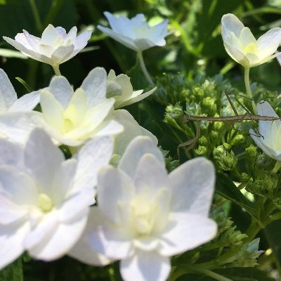 Tanaka59's profile picture. 