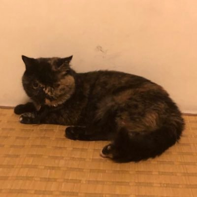 Minakoshit's profile picture. 