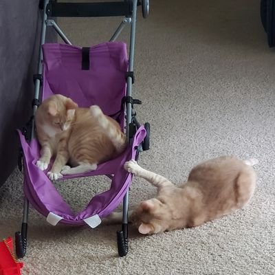 DeniseInVA2020's profile picture. I'm just a nobody in this F'ed up 🤡🌎. Trying to do my part. Fight with your pens!
🇺🇸 GiGi 🇺🇸