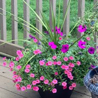 PharmCMD (@maxipeme) 's Twitter Profile