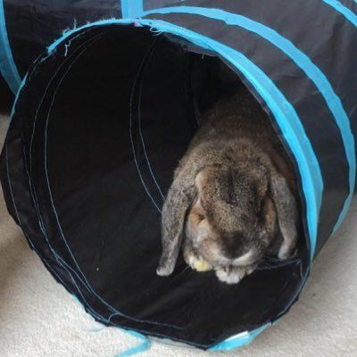 Love rabbits, puzzles, resources, getting better at teaching https://t.co/1ciHkcULbL learning and talking about learning. views are my own .