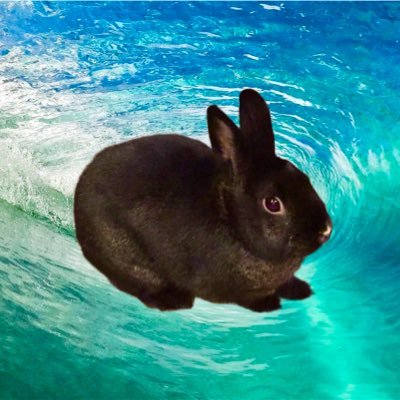 Two bunnies of the void that are working diligently to destroy all of our human’s meager possessions. #AdoptDontShop