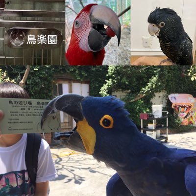 日本で鳥楽園だけ!大型鳥と自由にふれあい出来る施設です、鳥楽園は、沢山のお客様に沢山のインコとのふれあいをしていただく場所として 営業をさせていただいております。動愛 210228(展示) 動愛 210229(販売)無断写真使用禁止chorakuen.1@gmail.com