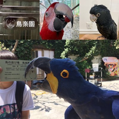 日本で鳥楽園だけ！大型鳥と自由にふれあい出来る施設です、鳥楽園は、沢山のお客様に沢山のインコとのふれあいをしていただく場所として 営業をさせていただいております。動愛 210228（展示） 動愛 210229（販売） 動愛 210230（保管） 動愛 220052（貸出） chorakuen.1@gmail.com