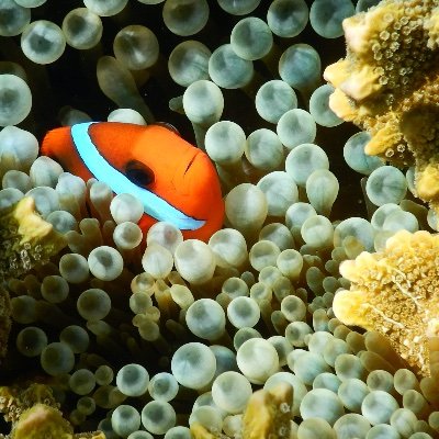 Coastal and Marine Science group at the University of Newcastle, Australia