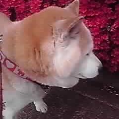 ひぽりんさんのプロフィール画像