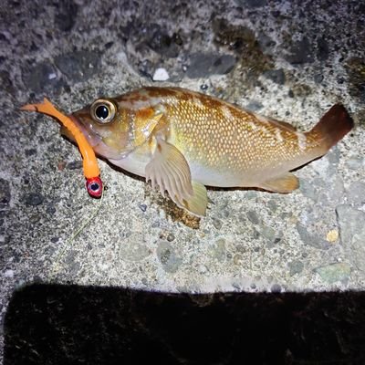 RbcsCrBZoPW0PYq's profile picture. ルアーフィッシングはじめました