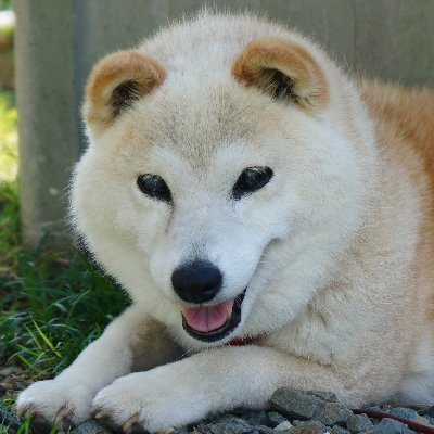 todaycafe_td's profile picture. 元ブラック会社勤務今そこそこホワイト会社勤務＆兼業農家です。 
#スーパーカブ
#農業
#カメラ好きな人と繋がりたい