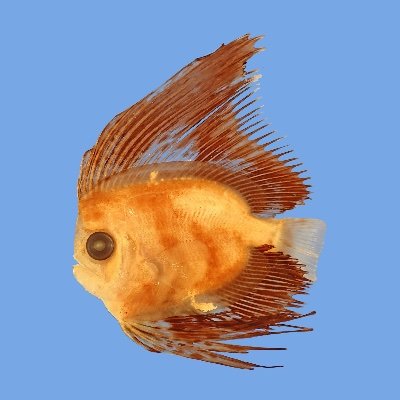 深海魚の研究してます／現在、名前をつけた魚は48種，たまに新種記載する／年間100日航海／シーバスアングラー／水産学博士／魚類分類学／仔稚魚／小学館の図鑑Z 日本魚類館、日本産稚魚図鑑第2版，学研の図鑑LIVE魚など分担執筆／ネコ好き／デュピクセント治療中／Ichthyology／おもろくなりたい！