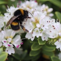 Broomhill Gardens and Community Hub (@inworkhub) 's Twitter Profile