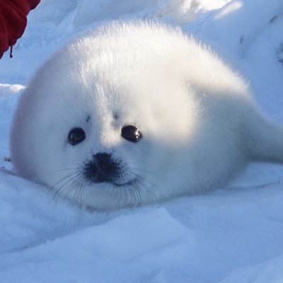 ゴマさま Auf Twitter ペンギンの島 クラカケアザラシ アザラシもちゃんと動いて嬉しい 可愛い ヴェッテルアザラシとタテゴトアザラシも欲しいな