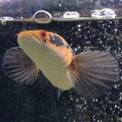ケケキキ 水草水槽 ミリオフィラム ピンナティフィダ追加 アオコ対策 毎日1 3換水 ケケキキ 水草水槽 ミリオフィラム ピンナティフィダ追加 アオコ対策 毎日1 3換水