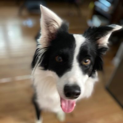 Reba the Border Collie