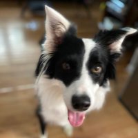 Reba the Border Collie(@BorderReba) 's Twitter Profile Photo