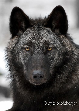 Wolf Animiert Wolf Animiert