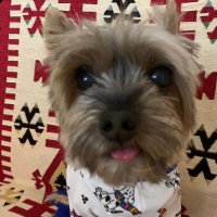 Susana Cisterna H. (@susanacisternah) 's Twitter Profile