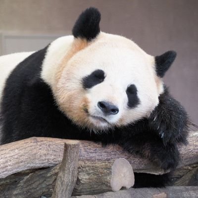 大熊猫でんぐり返し Mxvzymkgneolaum Twitter