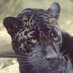 🍀 Greypanther 🐜🎗️🐜🏴💀 (@boomer_1960_b) Twitter profile photo 🍀 Greypanther 🐜🎗️🐜🏴💀 (@boomer_1960_b) Twitter profile photo