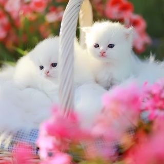 zvv5vkySBEidLjj's profile picture. Hey guys my name is kittensluda meow