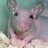 1PCLlamadoWanda's profile image