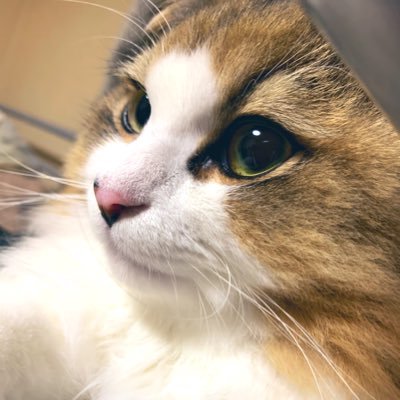 #ラガマフィン の男の子 ルビー ビビりの甘えんぼ 2018年12月22日生まれ タヌキと言われがちですが猫であります。 飼い主はつばき♀です。 1日1ルビー目標🐾 #猫好きさんと繋がりたい