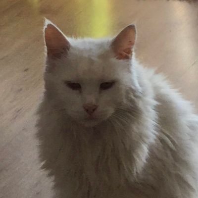 shelleybleu's profile picture. Canadian doing what I can to support Americans to get rid of trump.