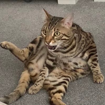 cryptodonny's profile picture. Working with the team at GSX Group and studying Chadonimics