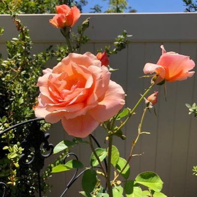 FailureIsNotAn6's profile picture. 