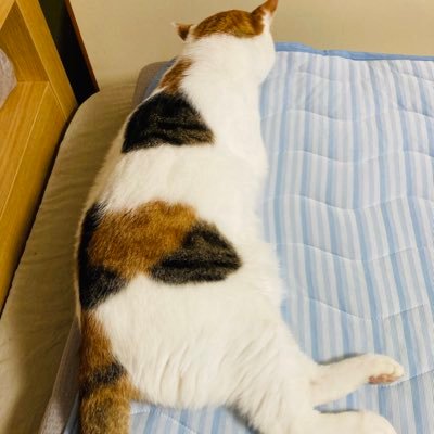 Ryo_Ichikawa_s's profile picture. 