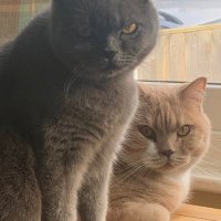 House Cats of Oxford(@CatsOxford) 's Twitter Profile Photo