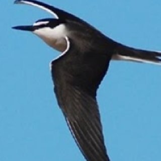 WA Birding