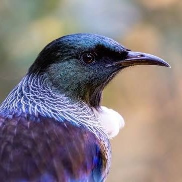Profile Picture of MidnightTui (@AlexCrossen2) on Twitter