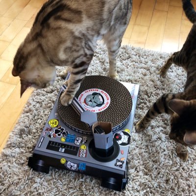 Just 2 DJ kitties crushing crypto