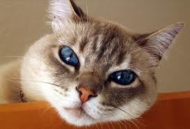 I am a web designer and love my cat