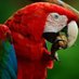 Guacamaya (@Tripleconchi) Twitter profile photo