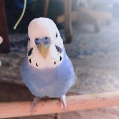 青い鳥さんのプロフィール画像